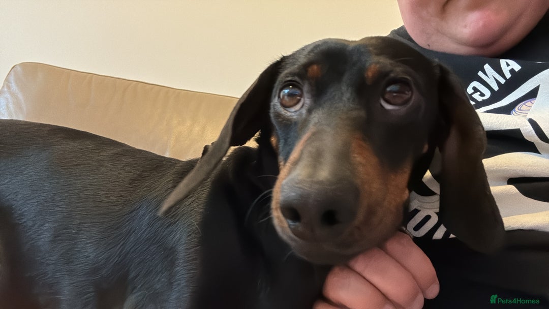 Miniature Dachshund dogs for sale: Beautiful Miniature Dachshund  - Image 8