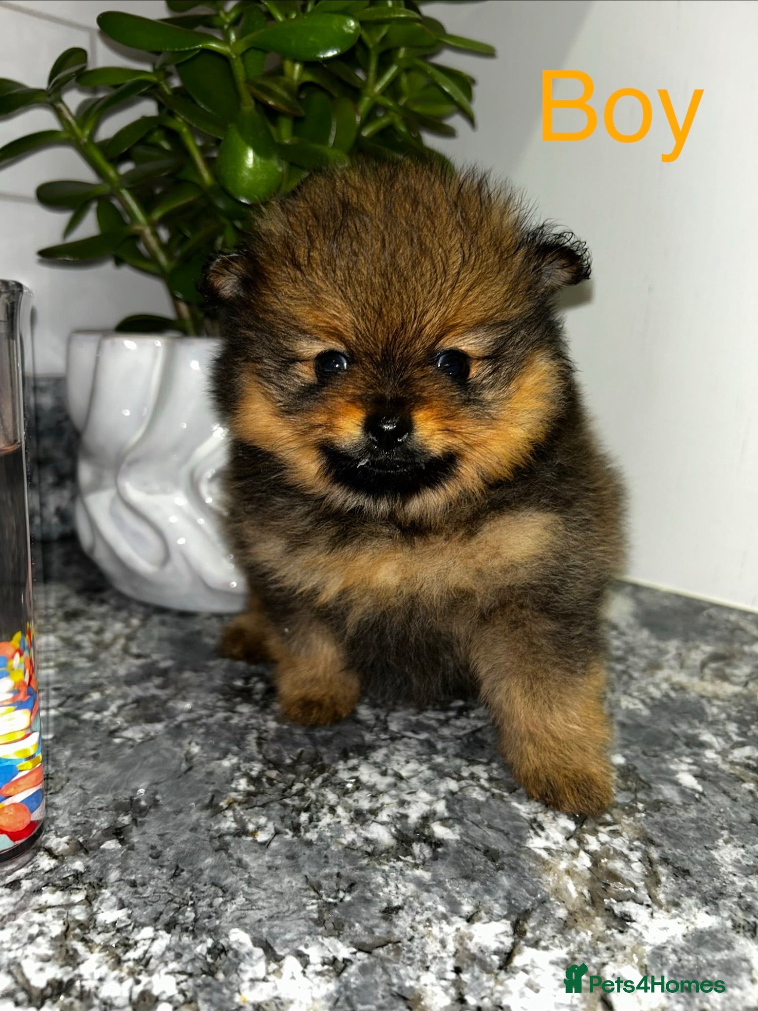 Pomeranian dogs Kc full pedigree puppies  - Advert 11