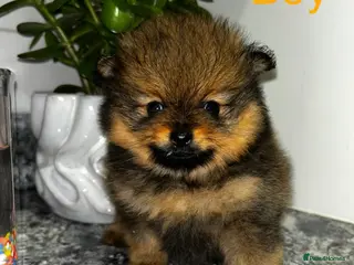 Pomeranian dogs Kc full pedigree puppies - Advert 11