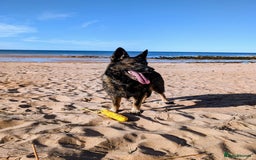 German Shepherd dogs for sale: 2 KC registered German Shepherd puppies for sale in Ellon - Image 8