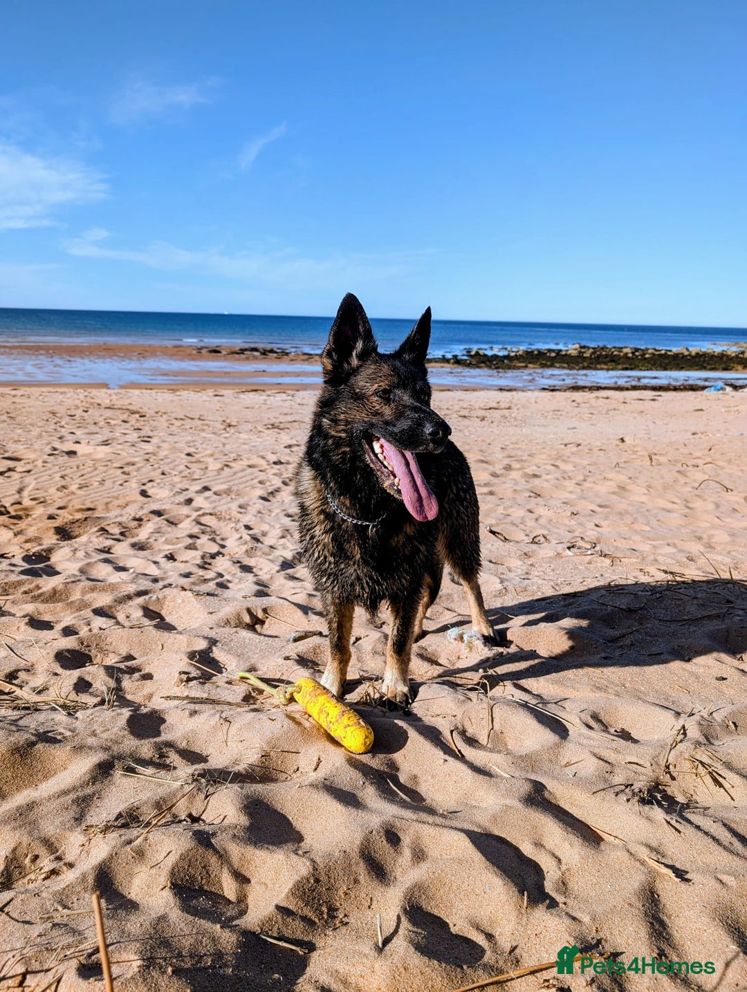 German Shepherd dogs for sale: 2 KC registered German Shepherd puppies for sale in Ellon - Image 8