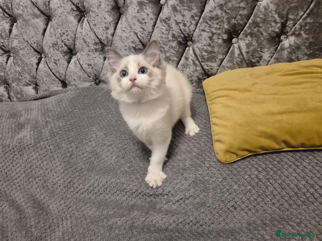 Ragdoll cats for sale: 1 Male Tica Registered Available. Ready Now - Advert 12