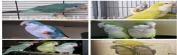 Parrots birds for sale: Stunning Parakeets/PARROTS/Macaws - Advert 7