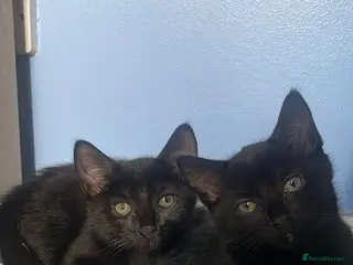 British Shorthair cats 2 female black cats - Advert 9