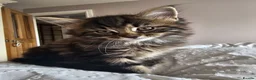 Maine Coon cats for sale: Maine Coon X kittens - Advert 12