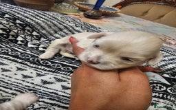 Maltese dogs for sale: 4 puppies bichons maltese - Image 26