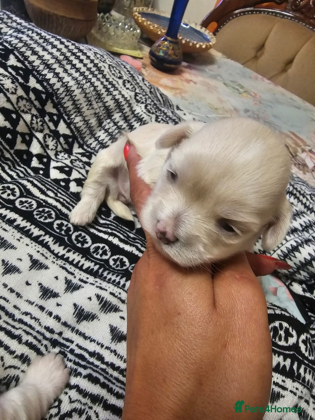 Maltese dogs for sale: 4 puppies bichons maltese - Image 26
