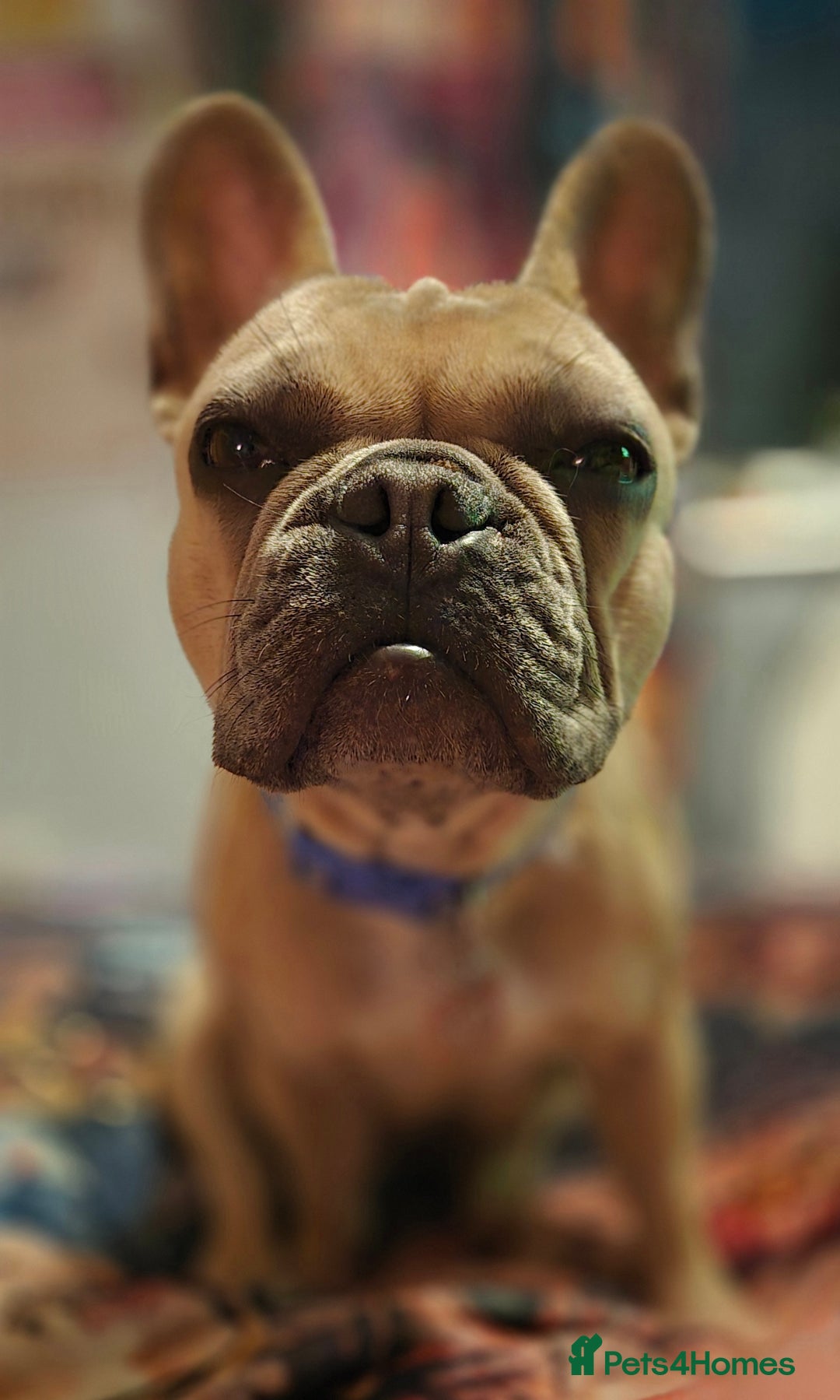 French Bulldog dogs for sale: French bulldog - Advert 3