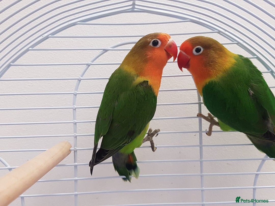 Lovebirds birds for sale: Lovebird pair with cage starter food and toys - Advert 2