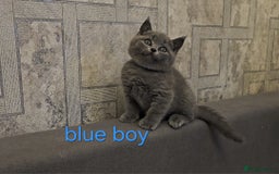 British Shorthair cats for sale: British Blue Shorthair kittens, GCCF pedigree - Image 17