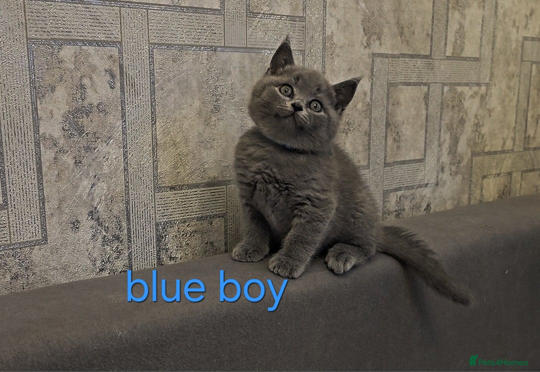 British Shorthair cats for sale: British Blue Shorthair kittens, GCCF pedigree - Image 17