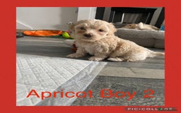 Maltipoo dogs for sale: Stunning F1 Maltipoo Puppies!!! - Image 4