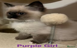 Ragdoll cats for sale: Ragdolls kittens- - Advert 7