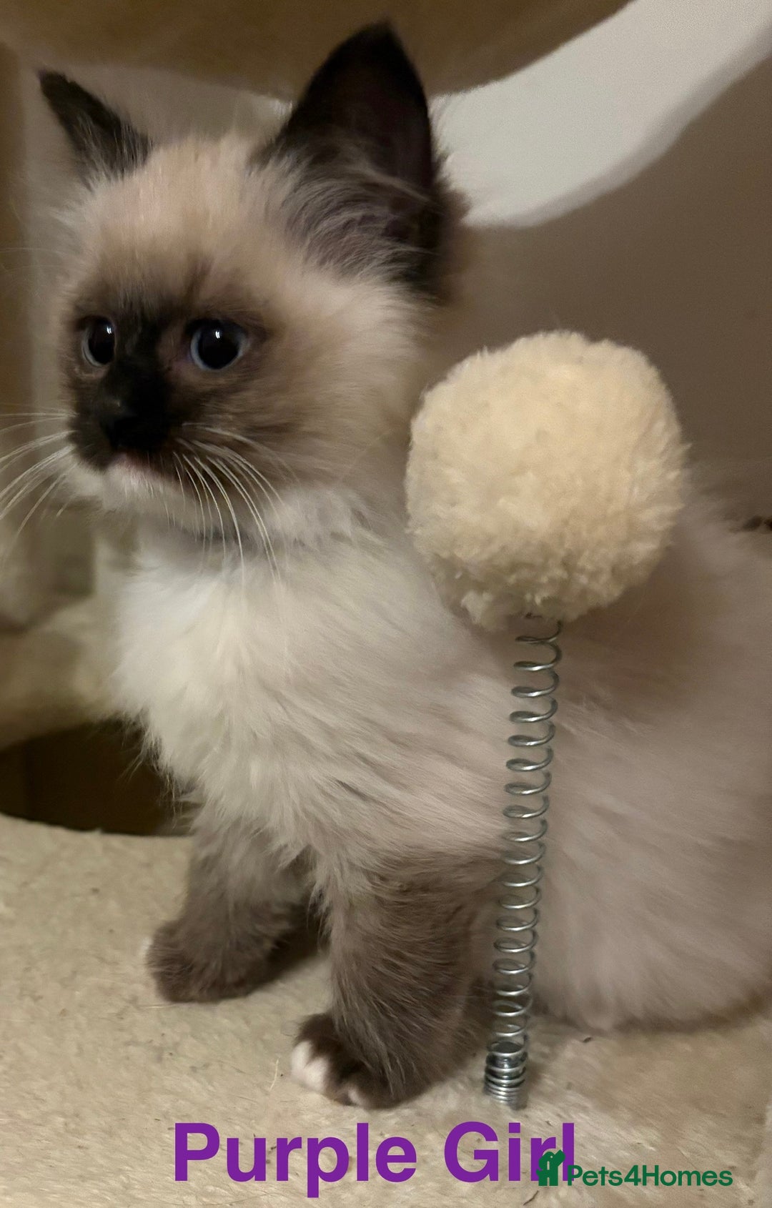 Ragdoll cats for sale: Ragdolls kittens- - Advert 7