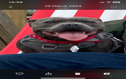 Staffordshire Bull Terrier dogs for sale: solid blues - Image 4