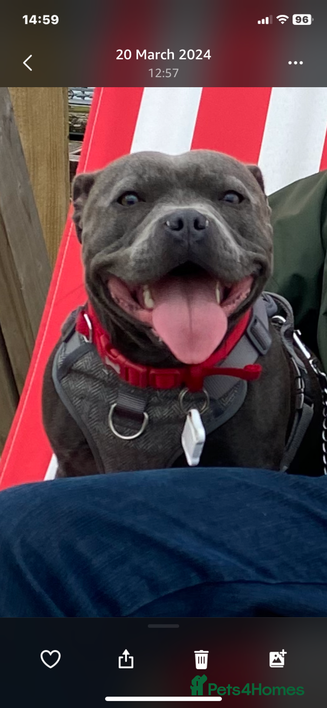 Staffordshire Bull Terrier dogs for sale: solid blues - Image 4