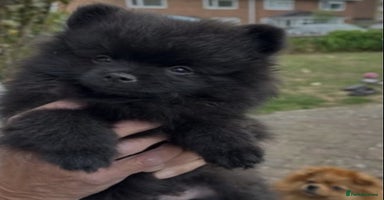 Pomeranian dogs - Advert 4