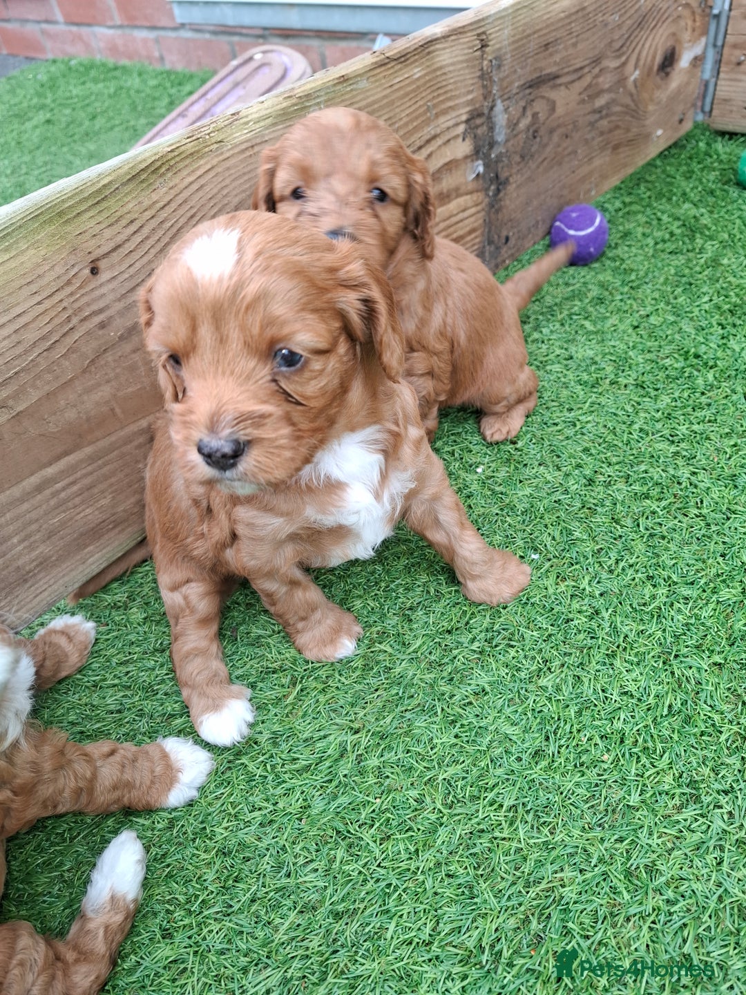 Mixed Breed dogs for sale: Cavapoo puppies  - Image 12