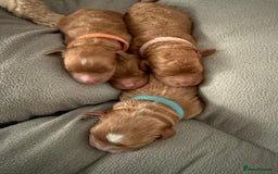 Cockapoo dogs for sale: Championship bloodline F1B toy Cockapoos  - Image 18