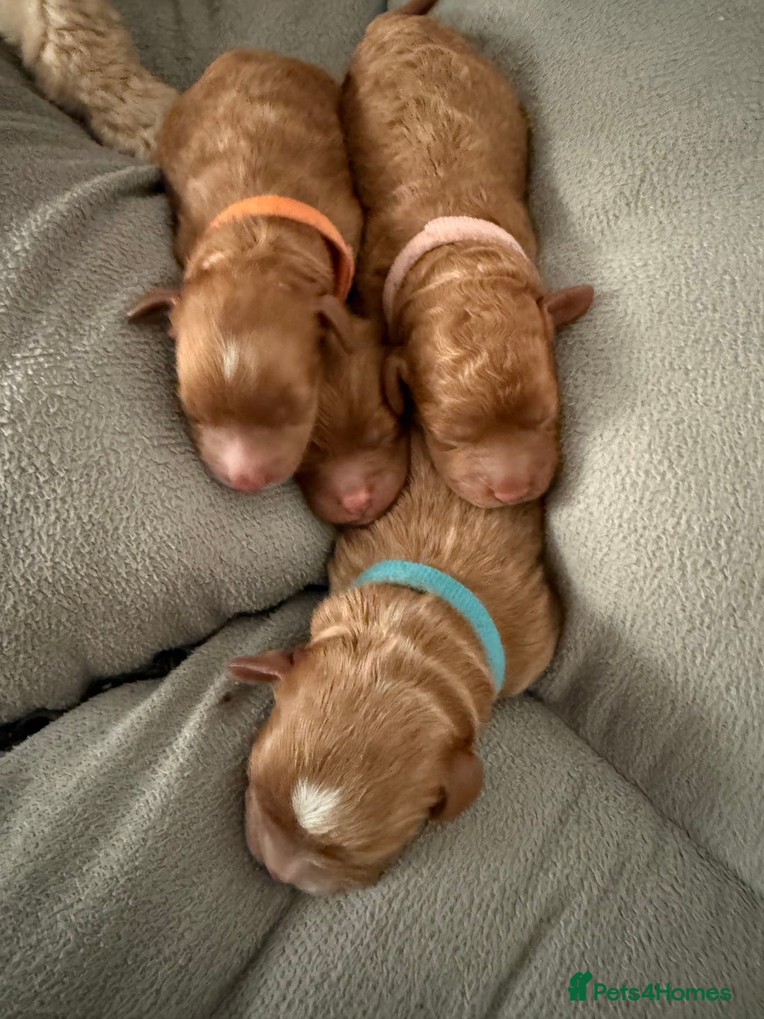 Cockapoo dogs for sale: Championship bloodline F1B toy Cockapoos  - Image 18