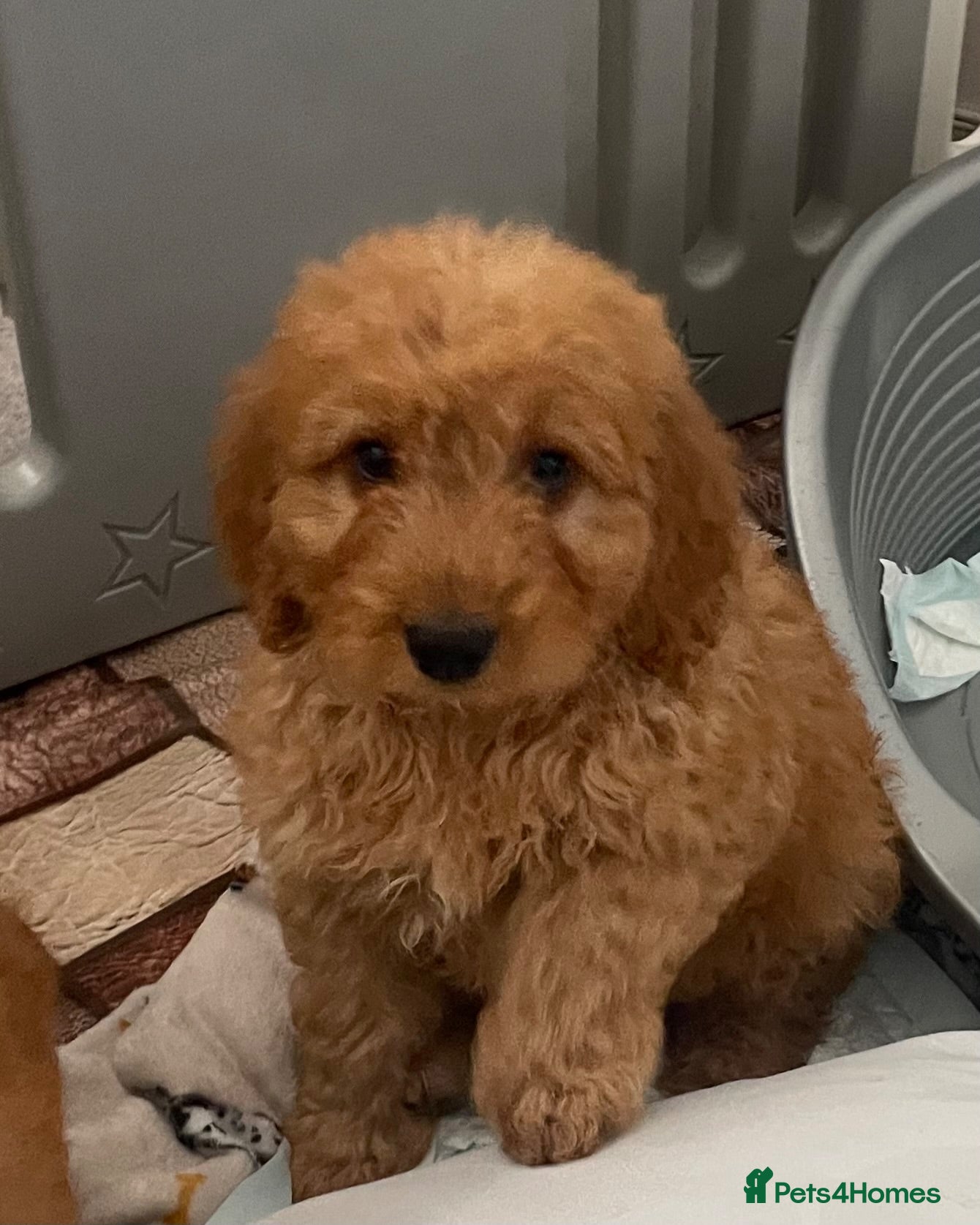 Cockapoo dogs STUNNING HEALTH CLEAR COCKAPOO PUPPIES  - Advert 12