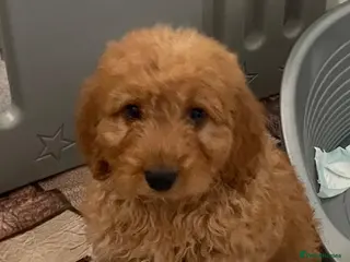 Cockapoo dogs STUNNING HEALTH CLEAR COCKAPOO PUPPIES - Advert 12