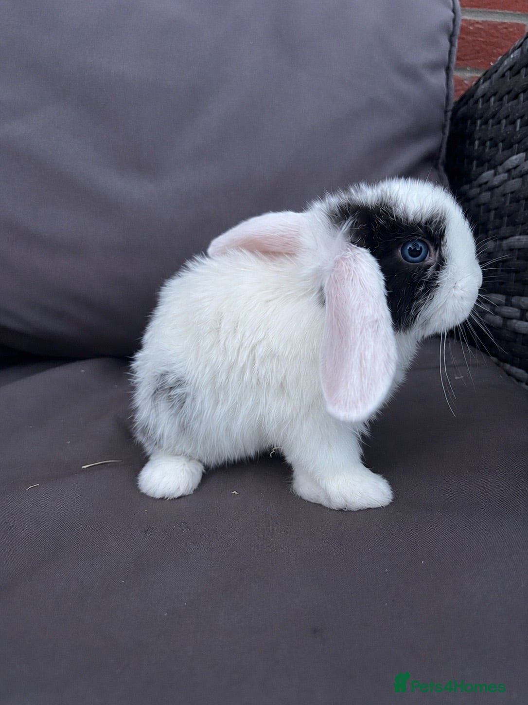 Mini Lop rabbits Gorgeous mini lop girl - Ready to leave now - Advert 1