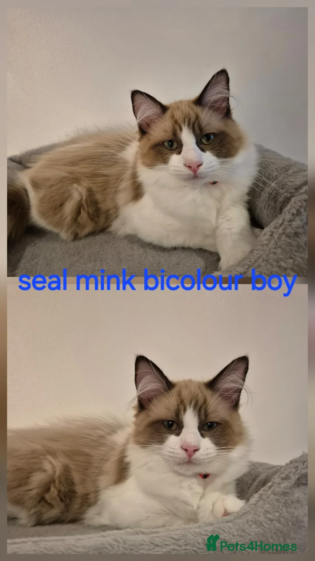 Ragdoll cats for sale: Beautiful Ragdoll/British short hair cross - Advert 6