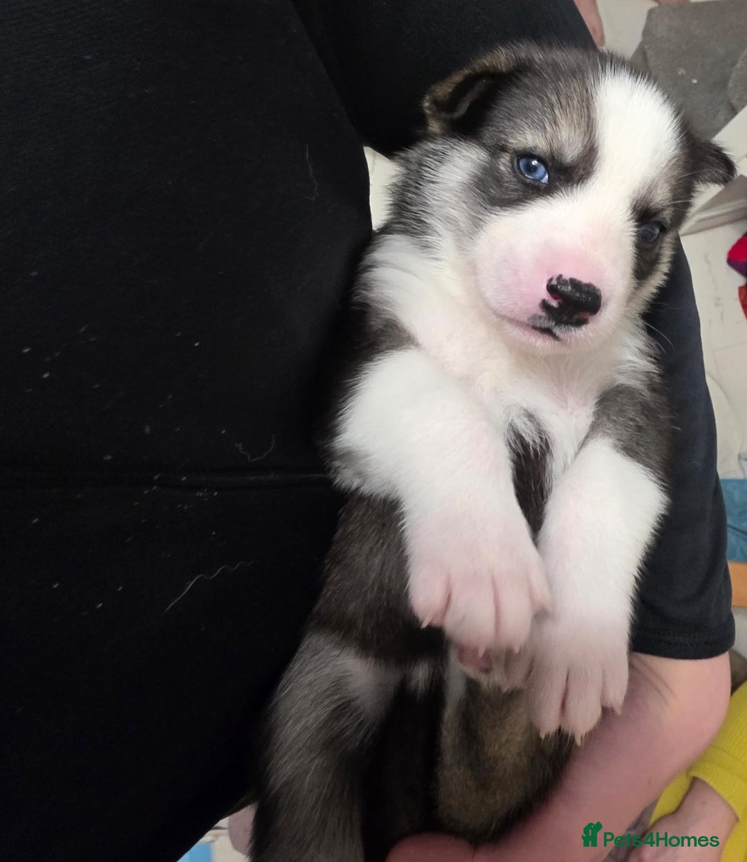 Siberian Husky dogs for sale: Adorable male husky puppy - Advert 2