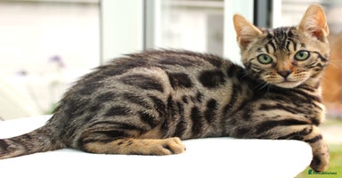 Bengal cats - Advert 3