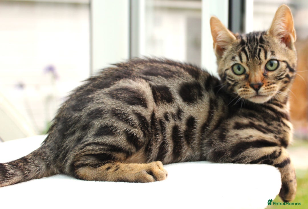 Bengal cats for sale: CUTE BROWN FEMALE BENGAL KITTEN (TICA REG)  - Image 2