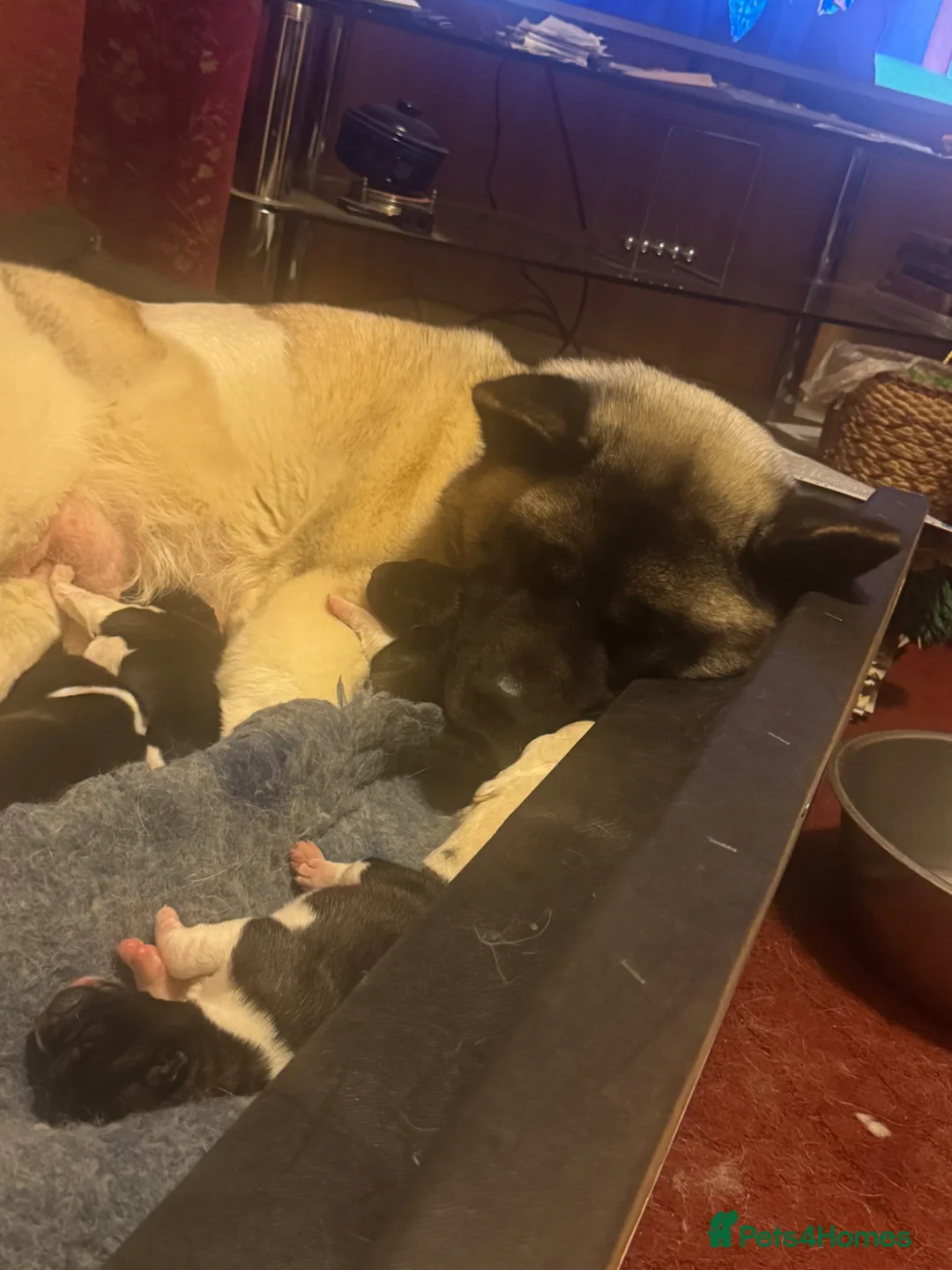 Akita dogs for sale: Female Long Coat Akita - Advert 10