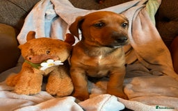 Mixed Breed dogs for sale: READY NOW!! Jack Russell X Puppies  - Image 3