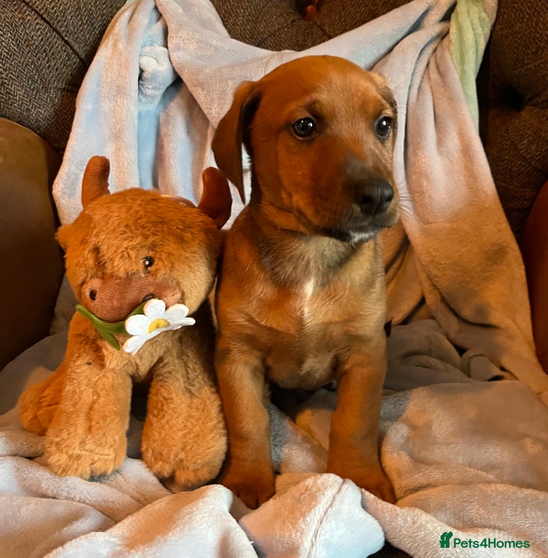Mixed Breed dogs for sale: READY NOW!! Jack Russell X Puppies  - Image 3