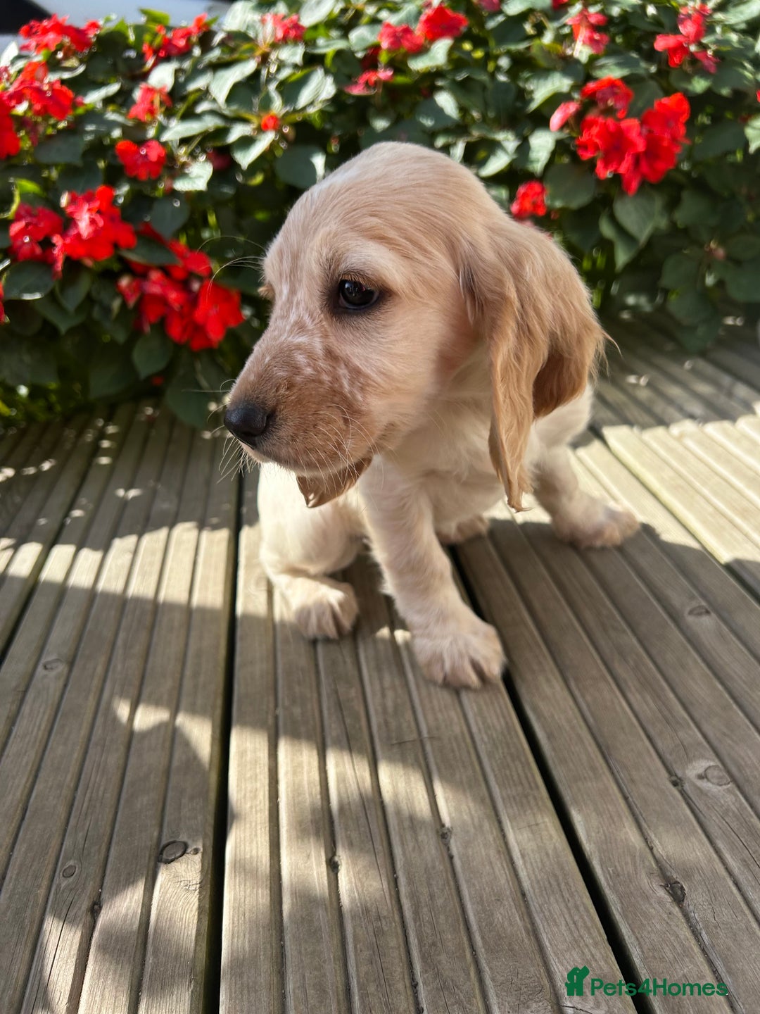 Cocker Spaniel dogs for sale: Cocker spaniel puppies - Image 18