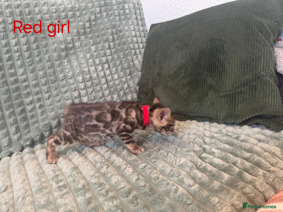 Bengal cats for sale: Pure bengal kittens  - Image 9