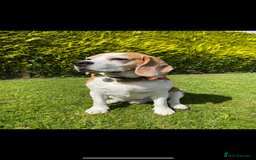 Beagle dogs for sale: 10 year old beagle up for adoption.  - Image 1