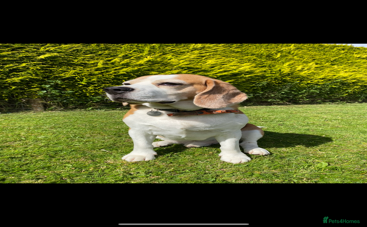 Beagle dogs - Advert 1