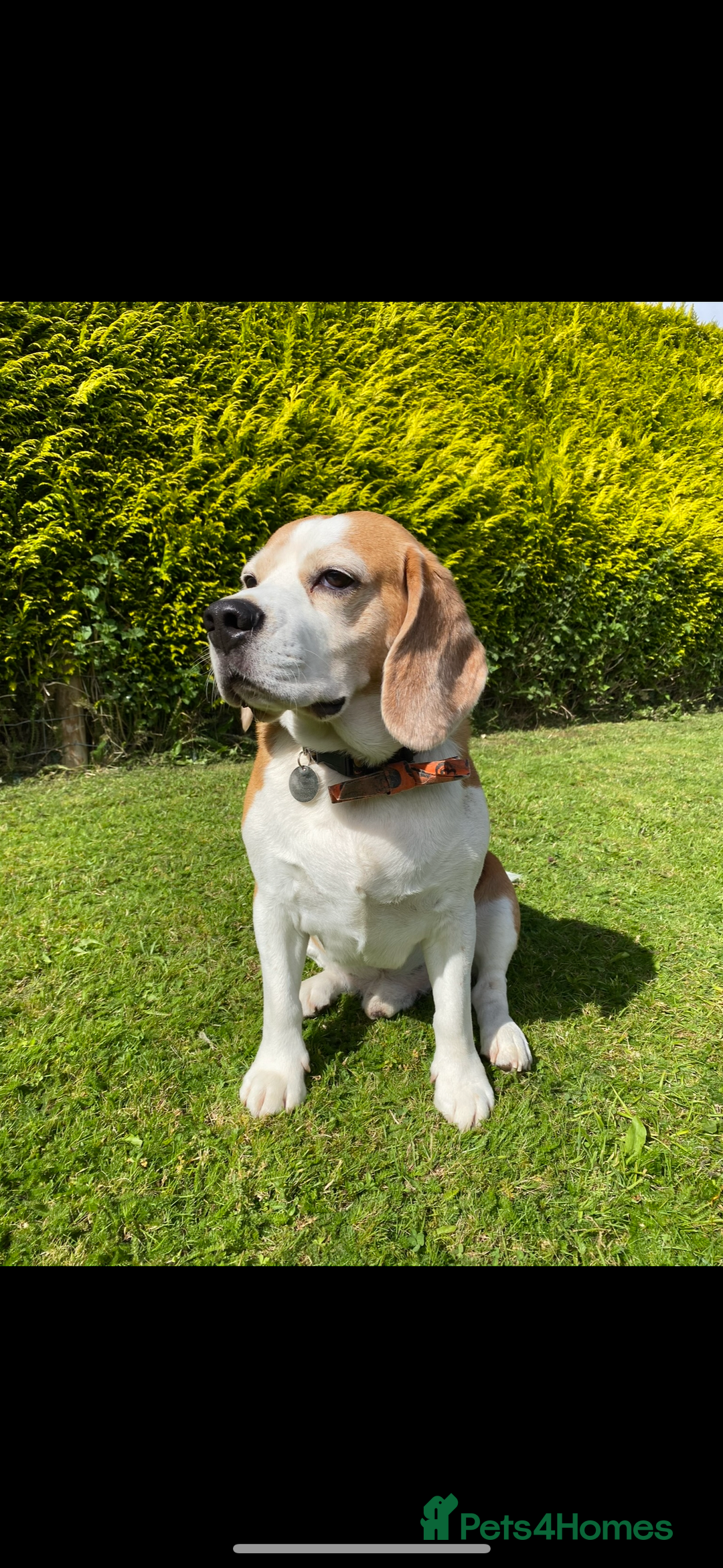 Beagle dogs for sale: 10 year old beagle up for adoption.  - Image 1