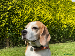 Beagle dogs - Advert 1