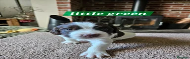 English Springer Spaniel Puppy 1