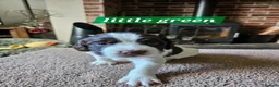 English Springer Spaniel dogs for sale: KC reg Springers, all bitch's - Advert 8
