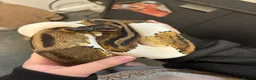 Python Snake reptiles for sale: Pied Python and vivarium in Waterlooville - Advert 3