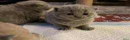 British Shorthair cats for sale: Blue and lilac GCCF kittens !  - Advert 7