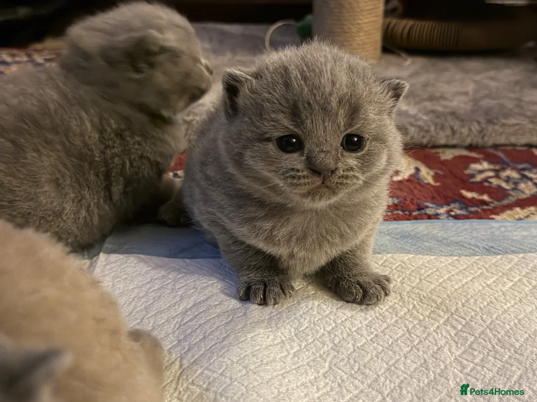British Shorthair cats for sale: Blue and lilac GCCF kittens !  - Advert 7