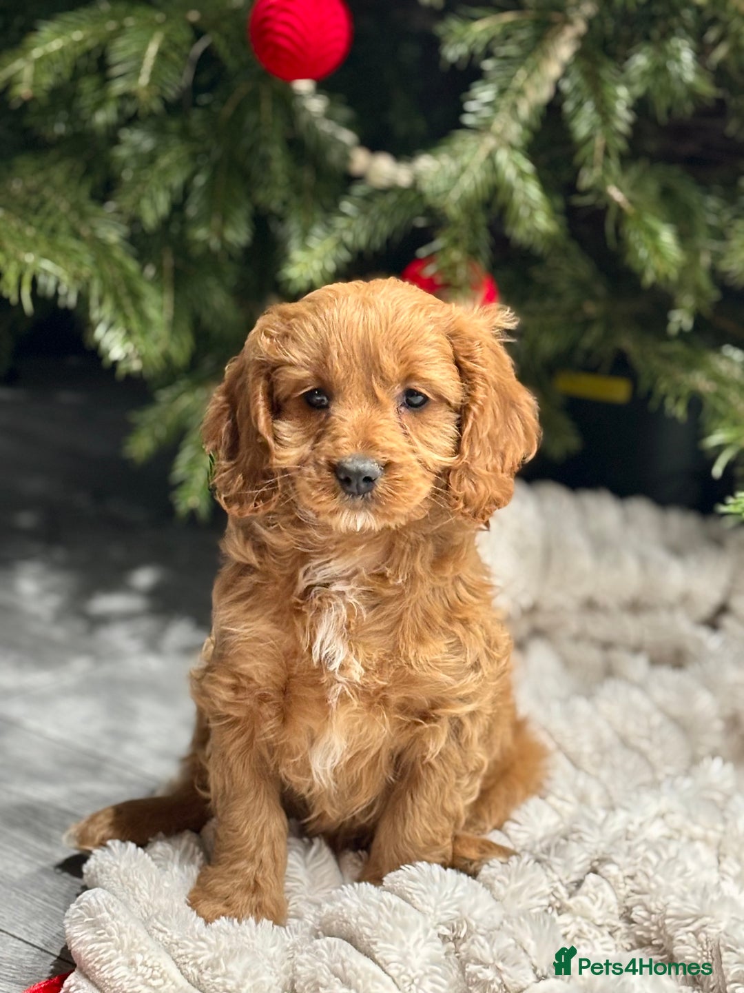 Cavapoo dogs for sale: Gorgeous F1 Cavapoo pups, health tested 🐾 - Advert 4