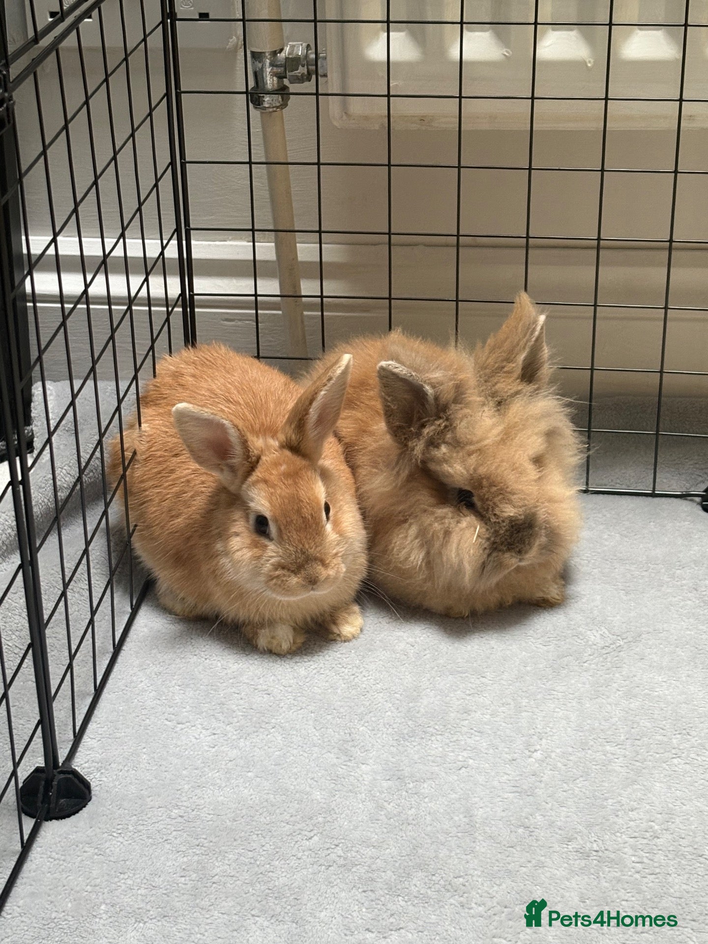 Lionhead rabbits One female rabbit one male rabbit  - Advert 1