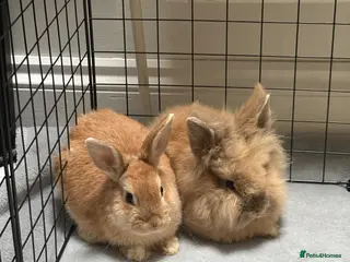 Lionhead rabbits One female rabbit one male rabbit - Advert 1