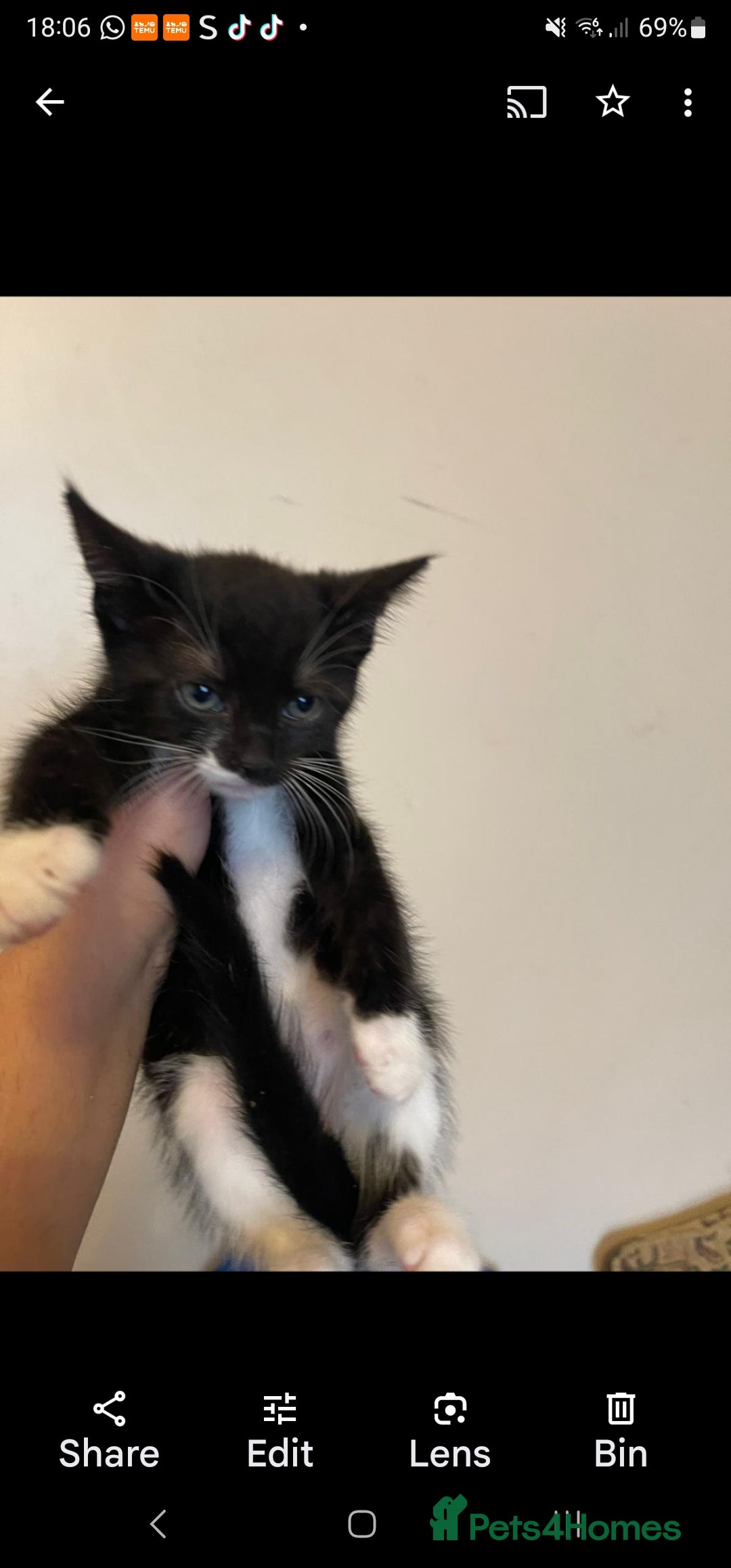Mixed Breed cats for sale: Vaccinated kittens looking for loving homes  - Image 3