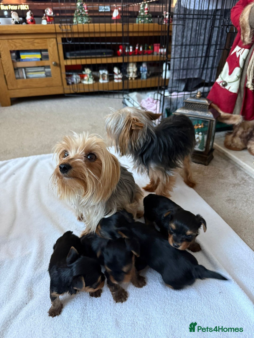 Yorkshire Terrier dogs for sale: Tiny Yorkshire Terriers - Advert 13